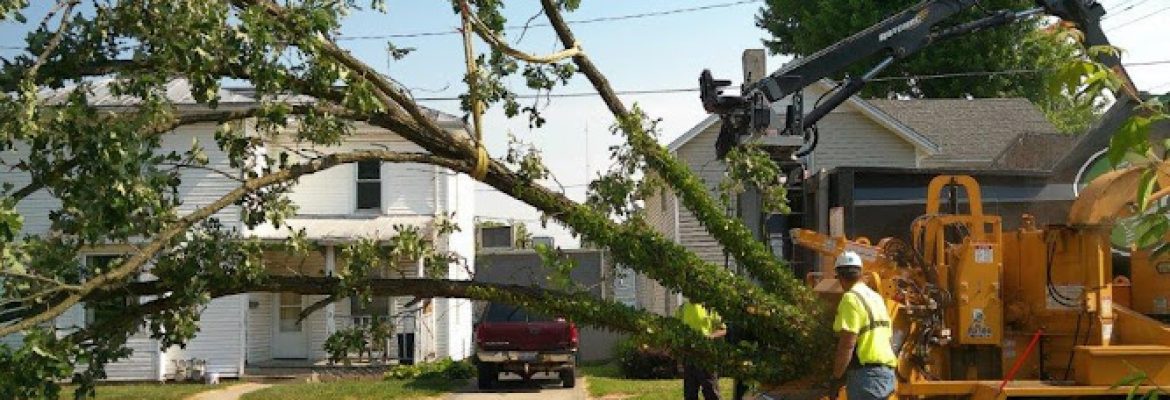 Oberlander’s Tree & Landscape, LTD